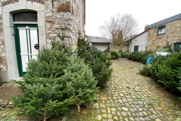 Weihnachtsbaumsammlung