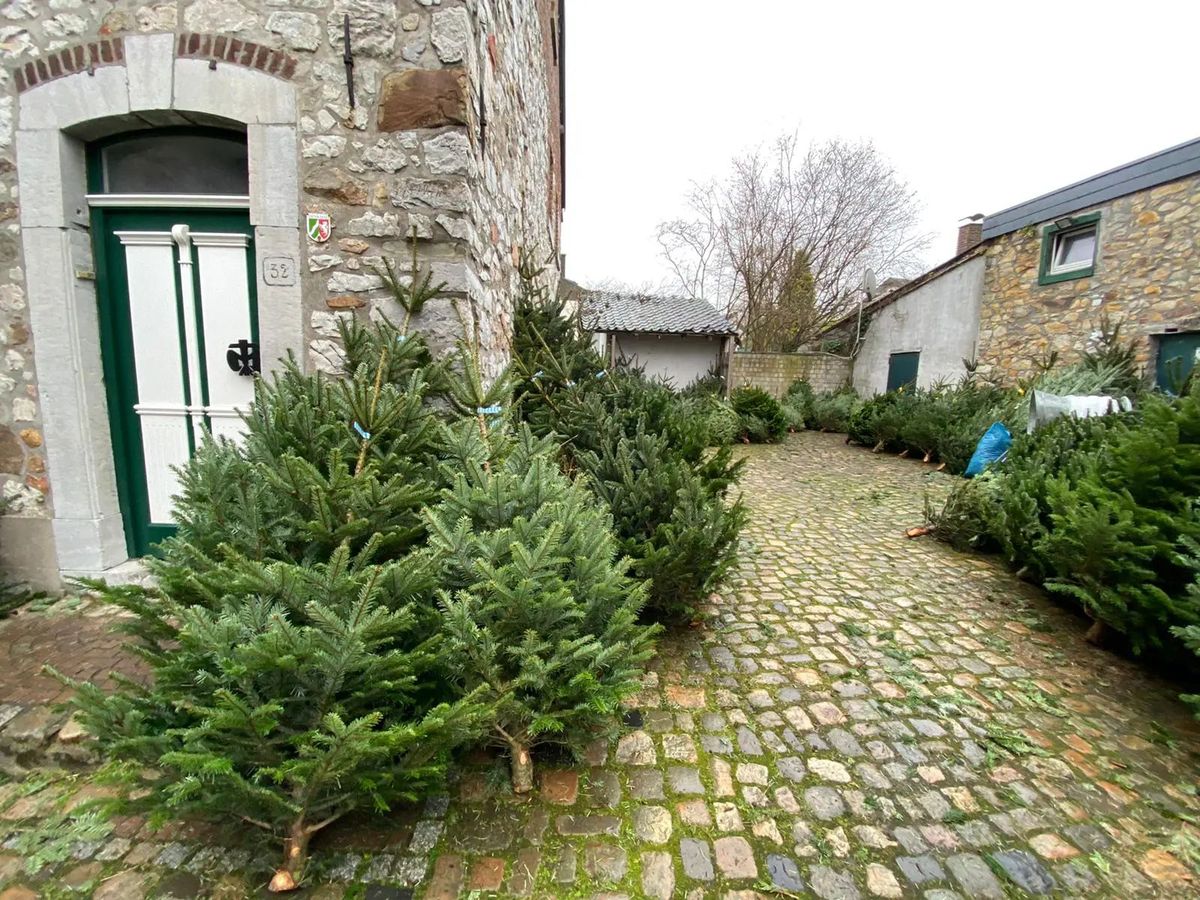 Kategorie: Verein Weihnachtsbaumsammlung der Pfadfinder